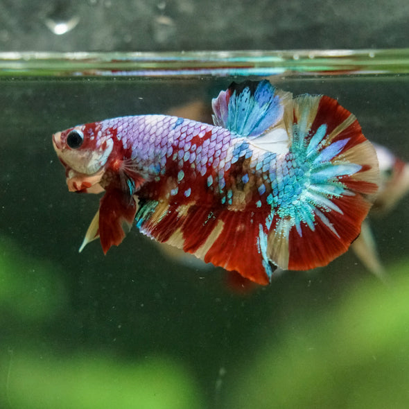 Multicolor/Galaxy Koi Plakat -16 weeks Old