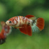 Multicolor/ Galaxy Koi Halfmoon- Female- 13 Weeks Old