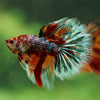 Galaxy/Candy Koi Halfmoon - 14 weeks old
