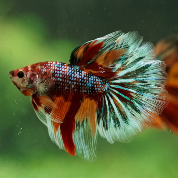 Galaxy/Candy Koi Halfmoon - 14 weeks old