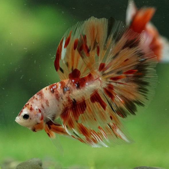 Galaxy/Candy Koi Halfmoon - 14 weeks old
