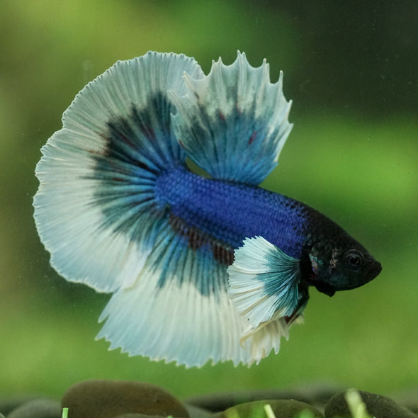 Dumbo Halfmoon - 12 weeks old