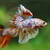 Galaxy/Candy Koi Halfmoon - 14 weeks old