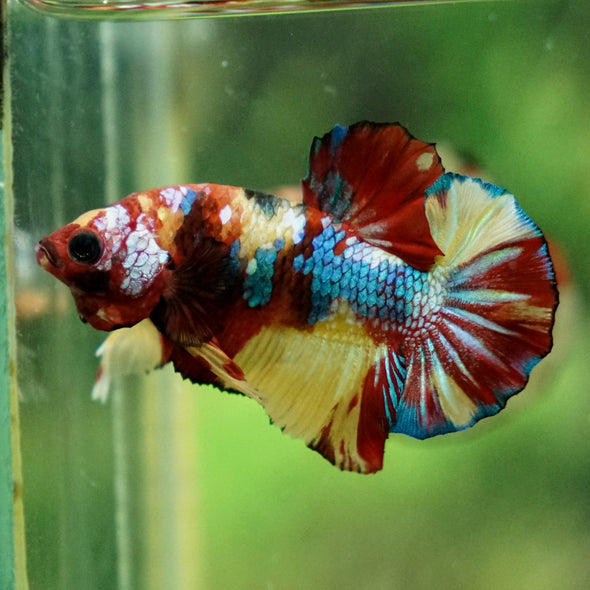 Multicolor/Galaxy Koi Plakat -13 weeks Old