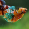 Multicolor/Galaxy Koi Plakat -16 weeks Old