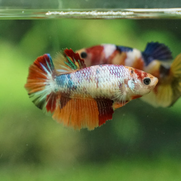 Multicolor/ Galaxy Koi Halfmoon - Female- 13 Weeks Old