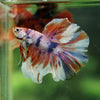 Galaxy/Candy Koi Halfmoon - 14 weeks old