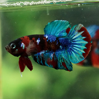 Multicolor/Galaxy Koi Plakat -16 weeks Old