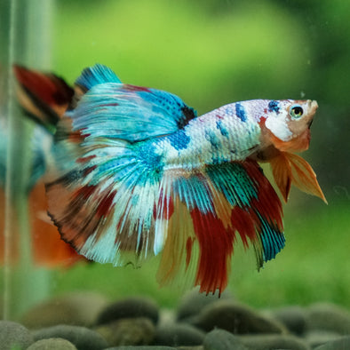 Galaxy Koi Halfmoon - 13 weeks old