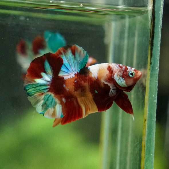 Multicolor/Galaxy Koi Plakat -16 weeks Old