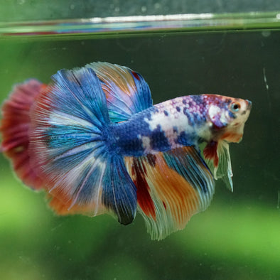 Galaxy/Candy Koi Halfmoon - 11 weeks old