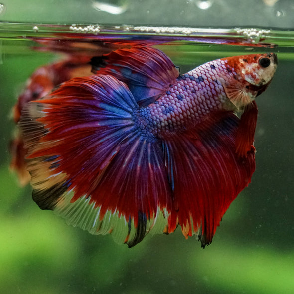 Galaxy/Candy Koi Halfmoon - 14 weeks old