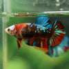 Multicolor/ Galaxy Koi Plakat- Female- 13 Weeks Old