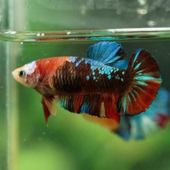Multicolor/ Galaxy Koi Plakat- Female- 13 Weeks Old