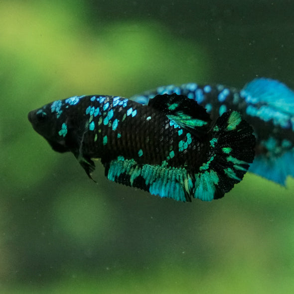 Black Galaxy Koi Plakat (Avatar) - Female- 13 Weeks Old