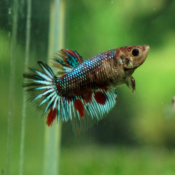 Multicolor/ Galaxy Koi Halfmoon - Female- 13 Weeks Old