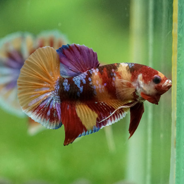 Multicolor/Galaxy Koi Plakat -11 weeks Old