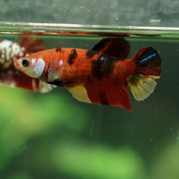 Multicolor/ Galaxy Koi Plakat - Female- 13 Weeks Old