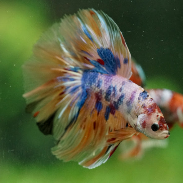 Galaxy/Candy Koi Halfmoon - 14 weeks old