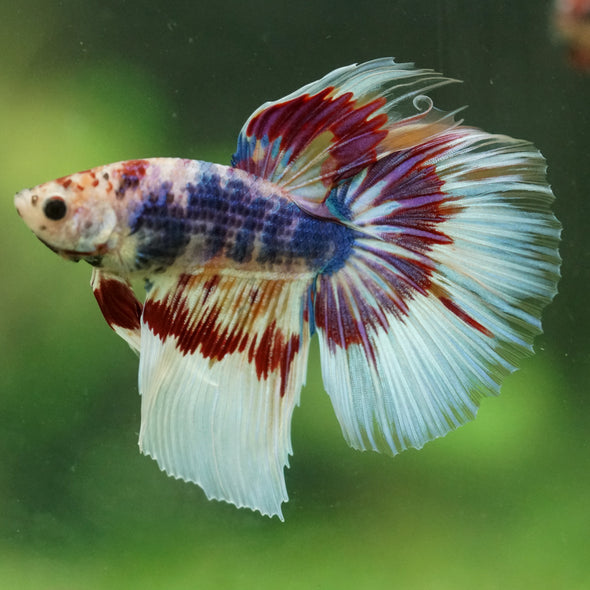 Galaxy/Candy Koi Halfmoon - 14 weeks old