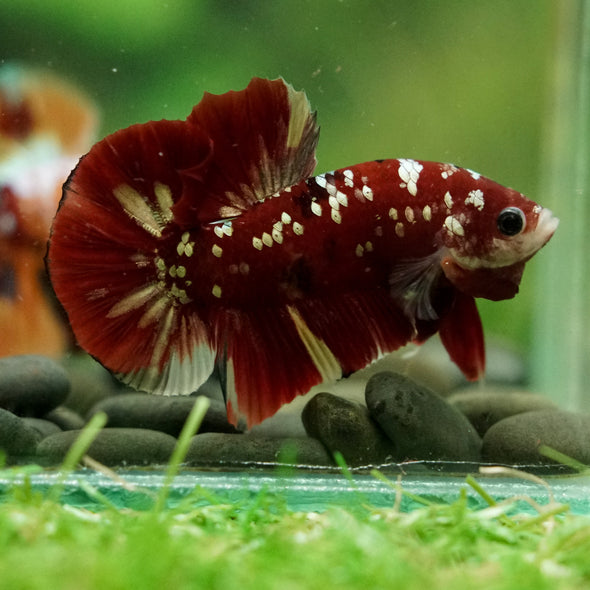 Multicolor/Galaxy Koi Plakat -16 weeks Old