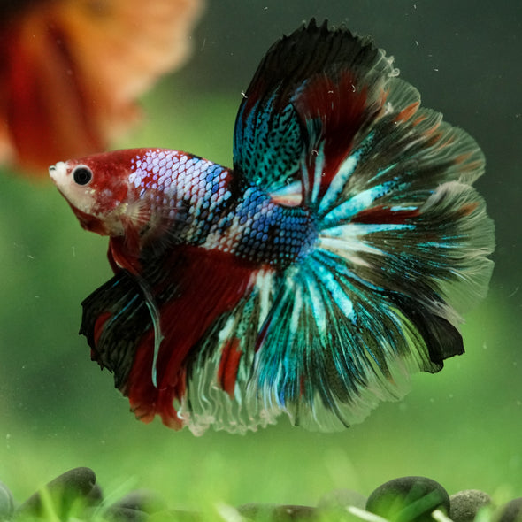 Galaxy/Candy Koi Halfmoon - 14 weeks old