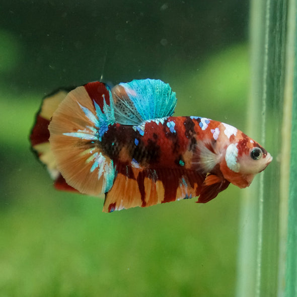 Multicolor/Galaxy Koi Plakat -13 weeks Old