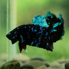 Black Koi Galaxy Plakat (Avatar) -13 weeks Old