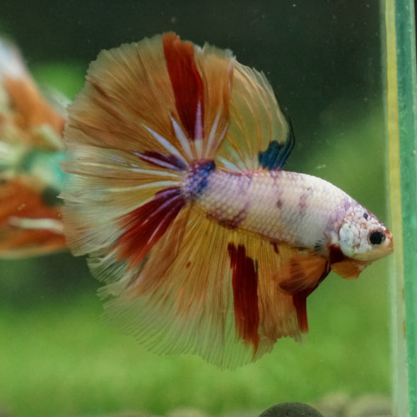 Galaxy/Candy Koi Halfmoon - 13 weeks old