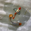 Koi dumbo Guppy pair - USA Bred