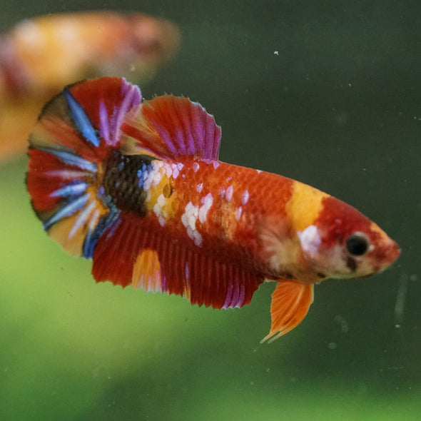 Multicolor/ Galaxy Koi Plakat- Female- 13 Weeks Old