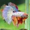 Galaxy/Candy Koi Halfmoon - 11 weeks old