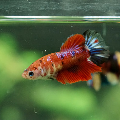 Multicolor/ Galaxy Koi Halfmoon - Female- 13 Weeks Old