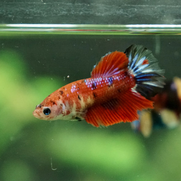 Multicolor/ Galaxy Koi Halfmoon - Female- 13 Weeks Old