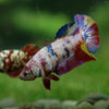 Multicolor/ Galaxy Koi Plakat - Female- 13 Weeks Old