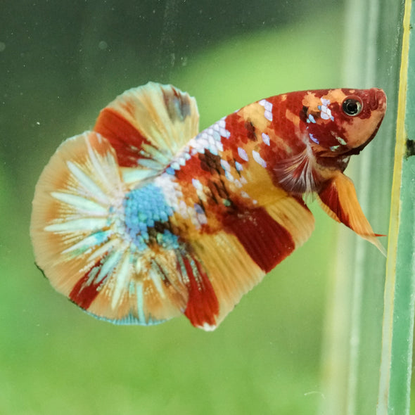Multicolor/Galaxy Koi Plakat -16 weeks Old