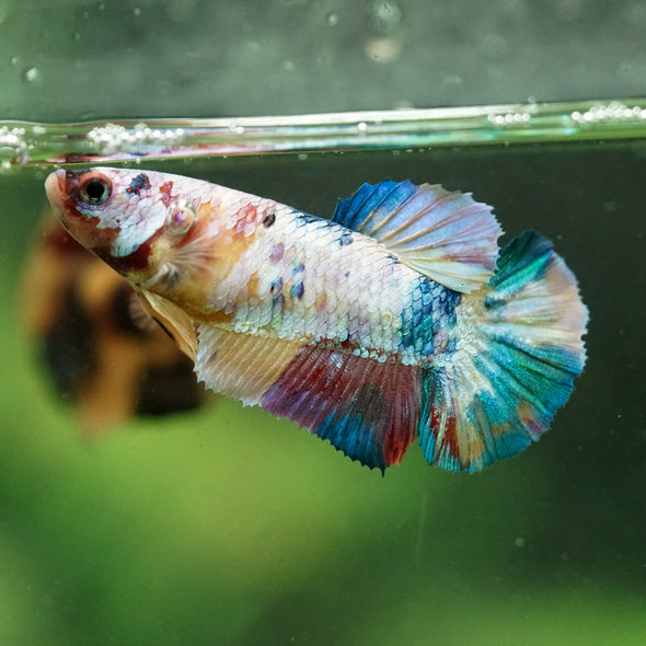 Multicolor/ Galaxy Koi Plakat- Female- 13 Weeks Old