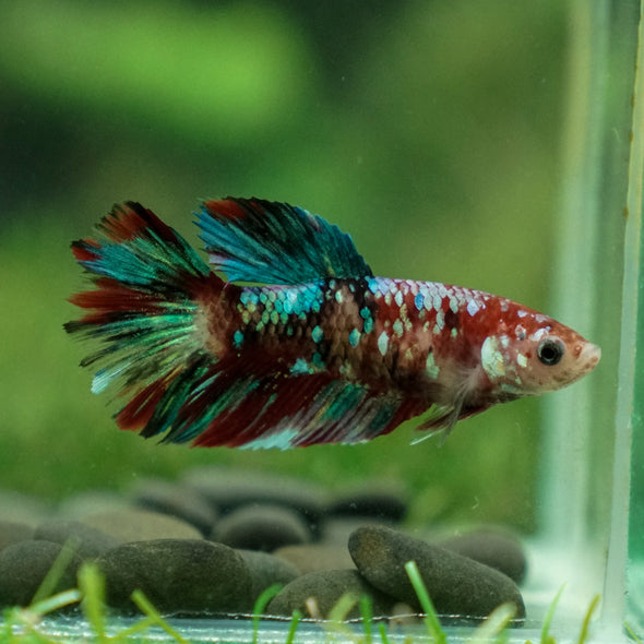 Multicolor/ Galaxy Koi Halfmoon- Female- 13 Weeks Old