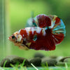 Multicolor/Galaxy Koi Plakat -16 weeks Old