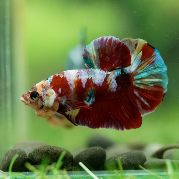 Multicolor/Galaxy Koi Plakat -16 weeks Old