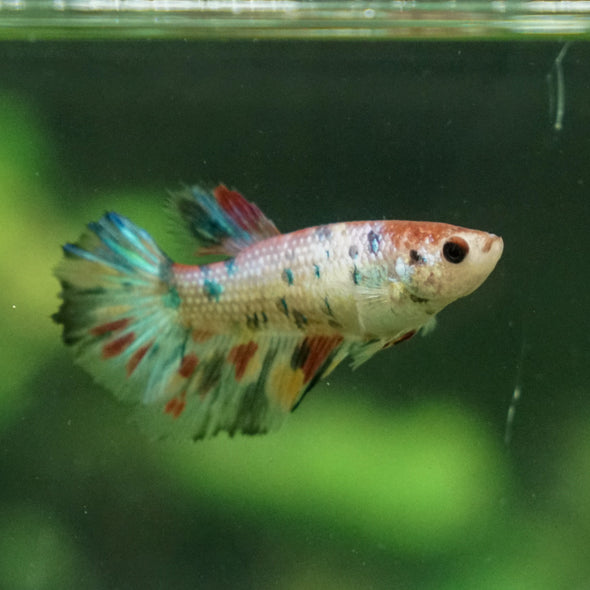 Multicolor/ Galaxy Koi Halfmoon - Female- 13 Weeks Old