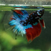 Black Base Galaxy Koi Halfmoon (Avatar) - 14 weeks old