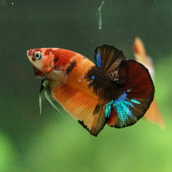 Multicolor/Galaxy Koi Plakat -10 weeks Old