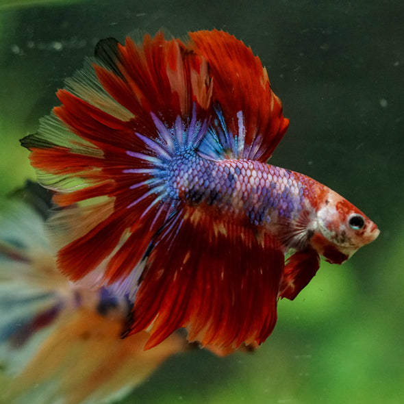 Galaxy/Candy Koi Halfmoon - 14 weeks old
