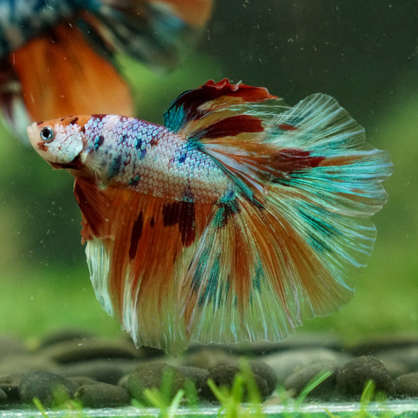 Galaxy/Candy Koi Halfmoon - 13 weeks old