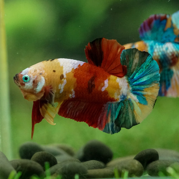 Multicolor/Galaxy Koi Plakat -15 weeks Old