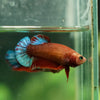 Red Fancy Plakat 13 Week Old- Female