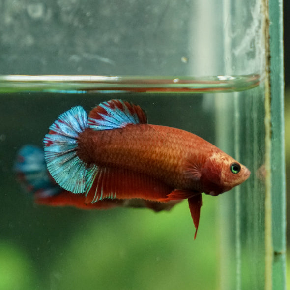 Red Fancy Plakat 13 Week Old- Female