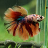 Galaxy/Candy Koi Halfmoon - 14 weeks old