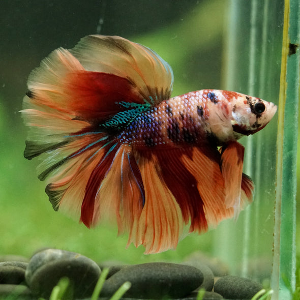 Galaxy/Candy Koi Halfmoon - 14 weeks old